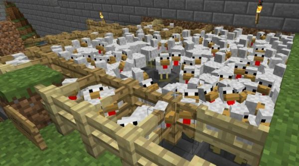 What do Chickens Eat in Minecraft - 4